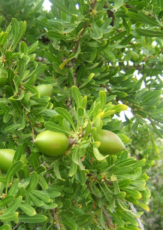 حول الجمعية